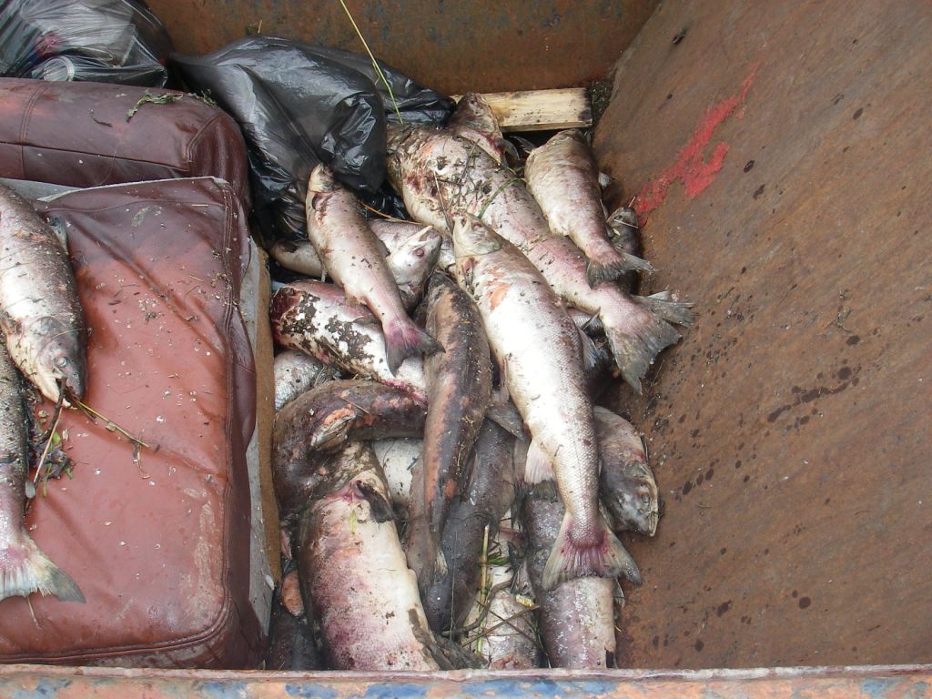SEPA latest on the lower Clyde fish kill