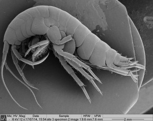 SEM imagery to detect protozoan communities on host crustaceans 